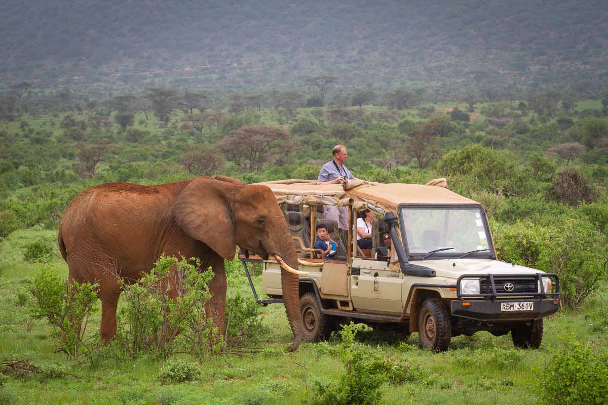 Elephant goes alongside 4WD vehicle on safari